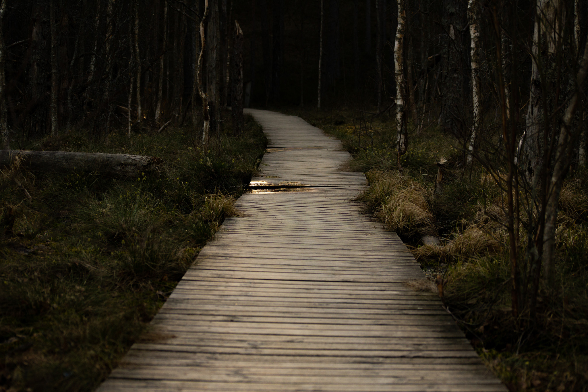 raunoleinasaar, leinasaarfoto, loodus, loodusepildistamine fotograaf, pildistamine, pärnufotograaf