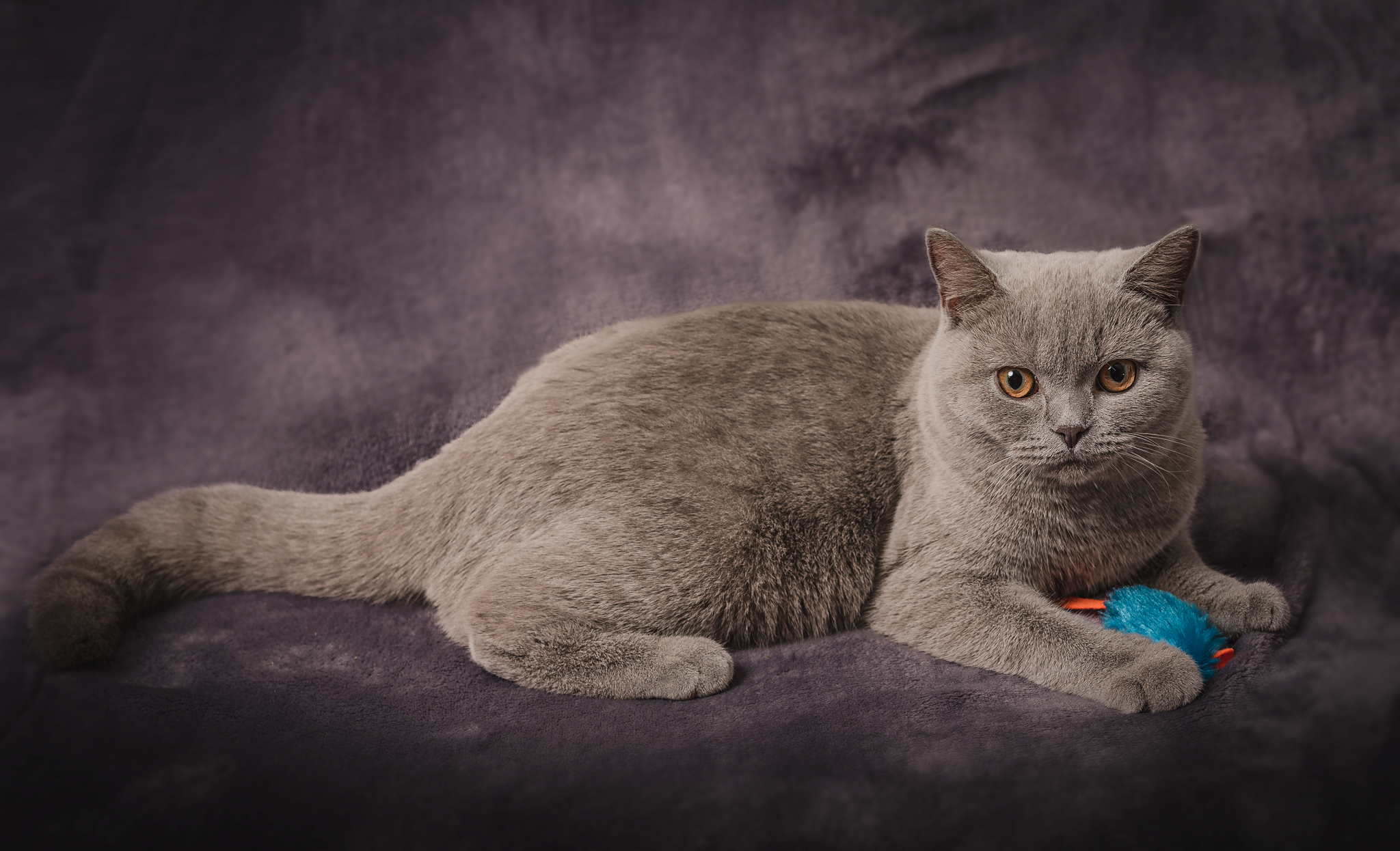 raunoleinasaar, leinasaarfoto, loomad, loomadepildistamine, fotograaf, pildistamine, pärnufotograaf