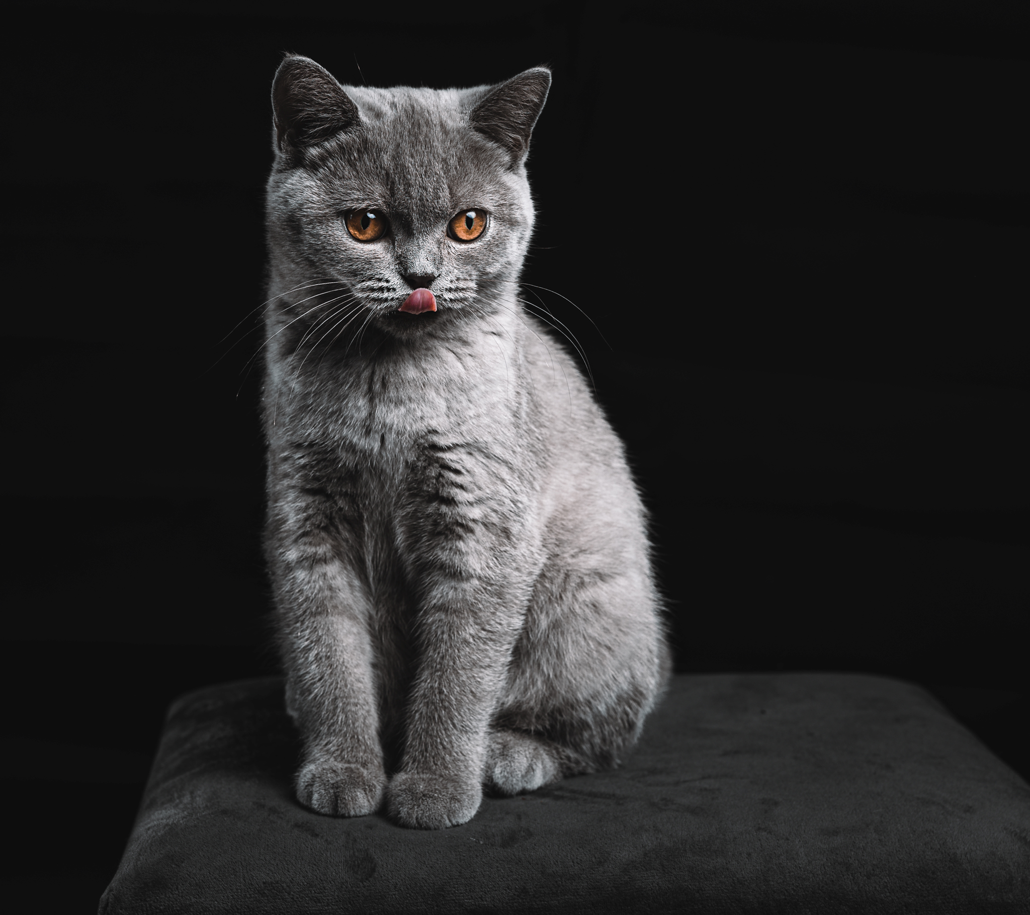 raunoleinasaar, leinasaarfoto, loomad, loomadepildistamine, fotograaf, pildistamine, pärnufotograaf