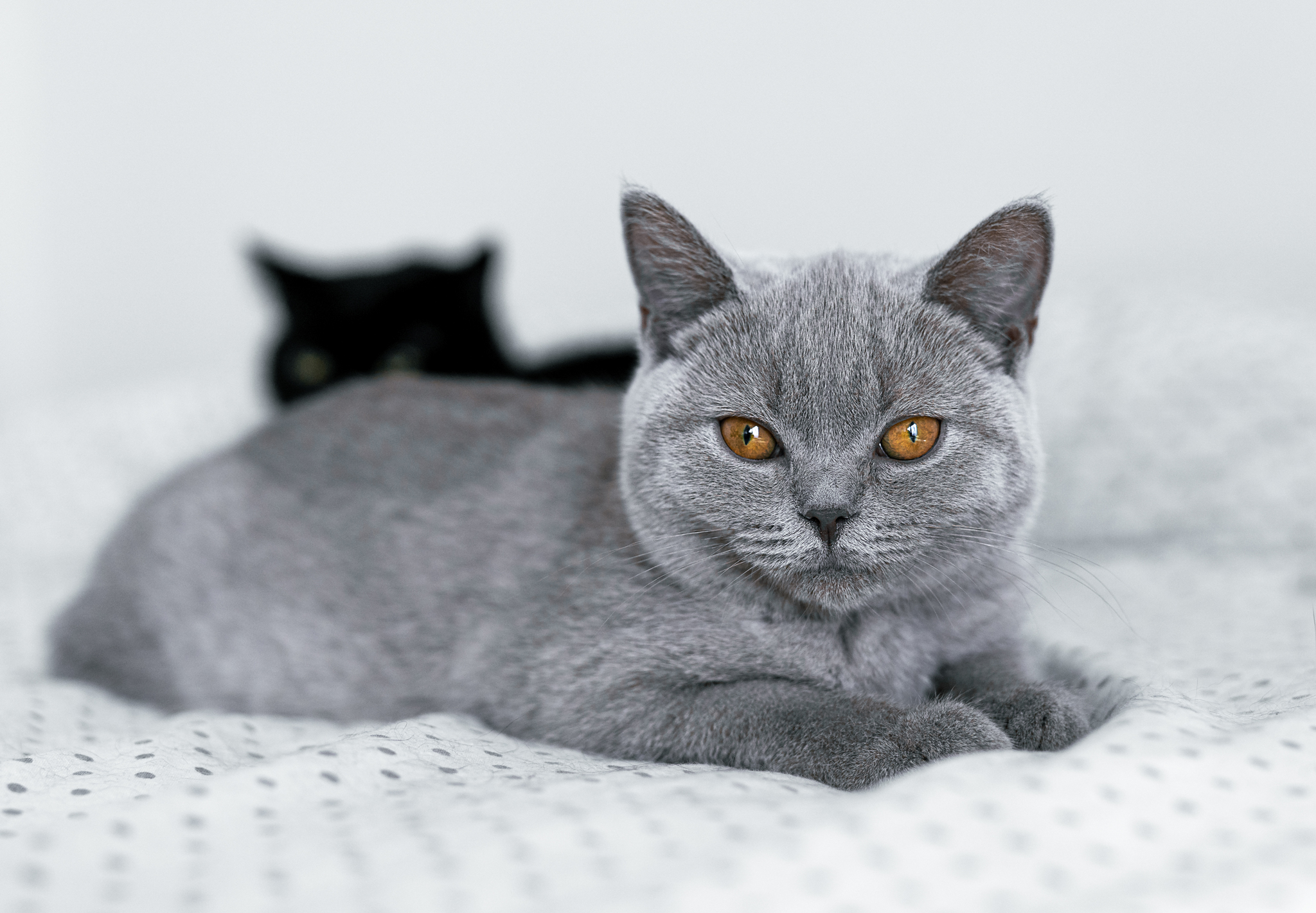 raunoleinasaar, leinasaarfoto, loomad, loomadepildistamine, fotograaf, pildistamine, pärnufotograaf