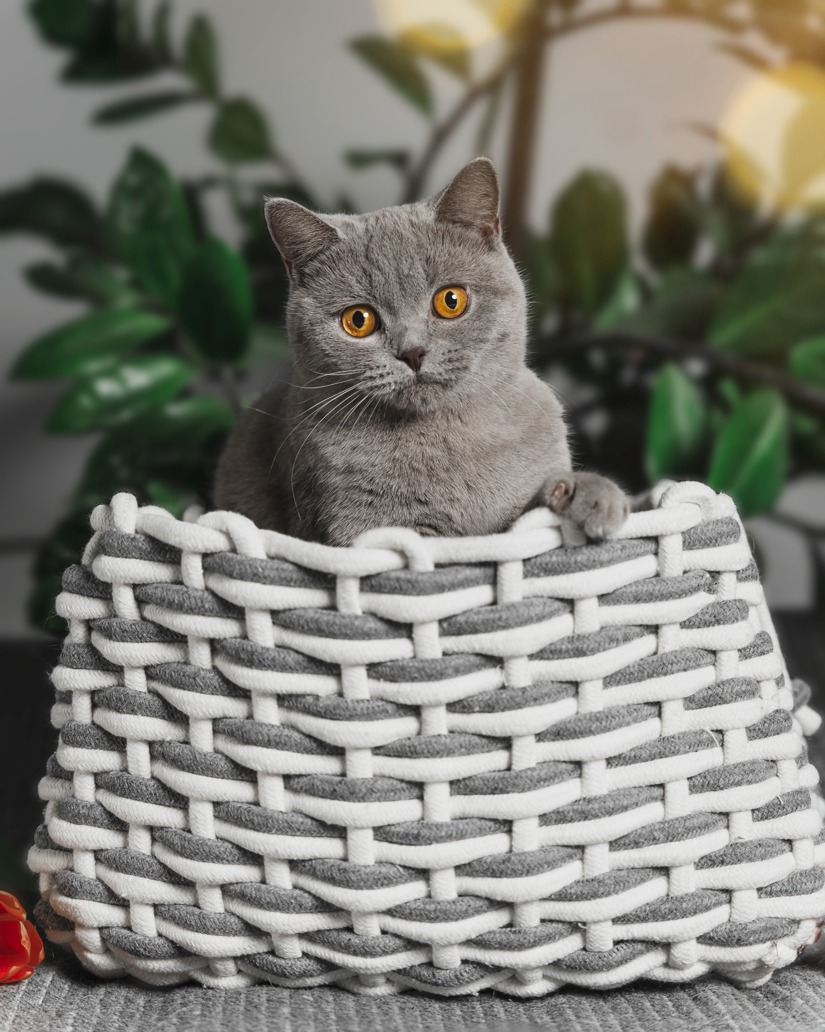 raunoleinasaar, leinasaarfoto, loomad, loomadepildistamine, fotograaf, pildistamine, pärnufotograaf