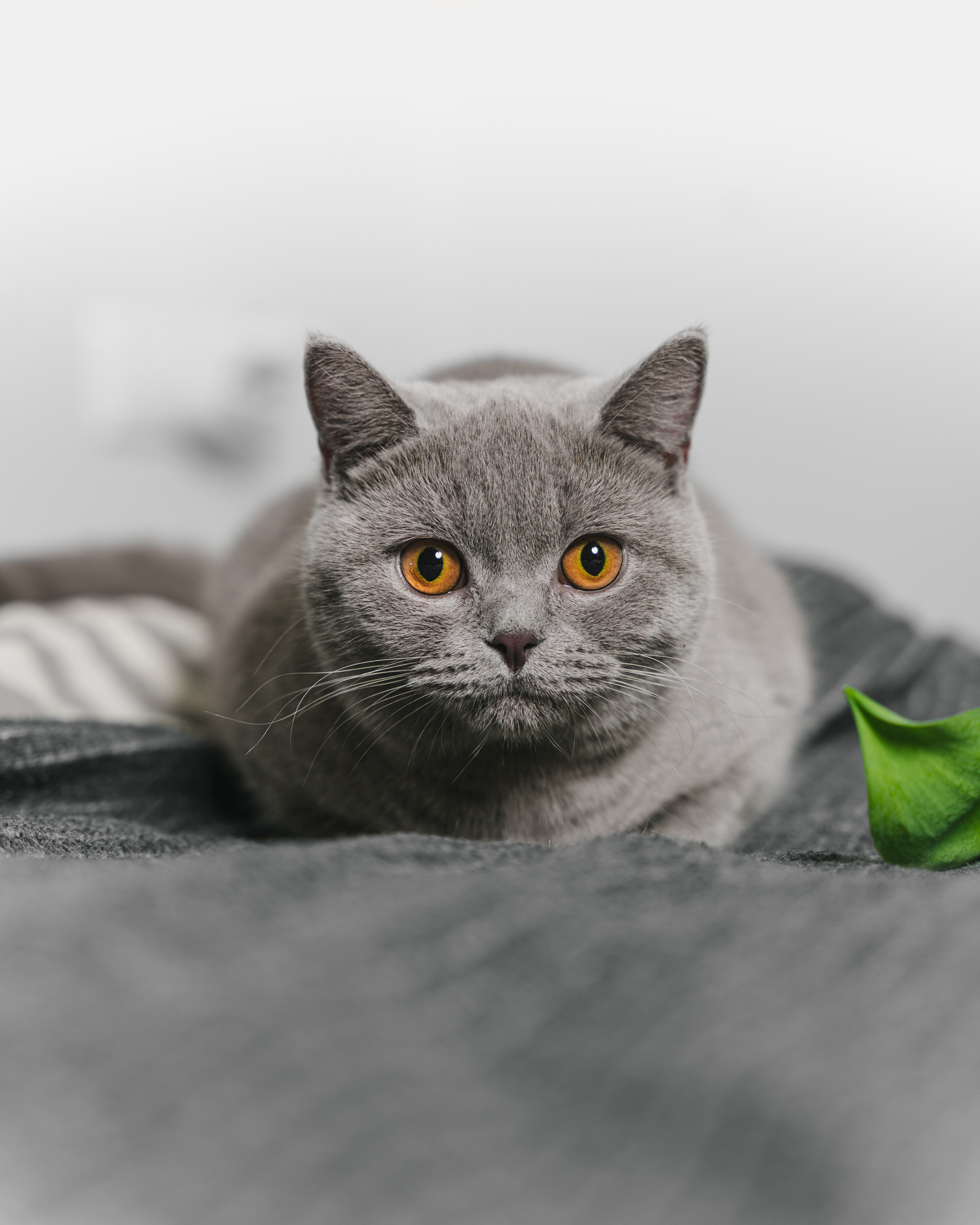 raunoleinasaar, leinasaarfoto, loomad, loomadepildistamine, fotograaf, pildistamine, pärnufotograaf