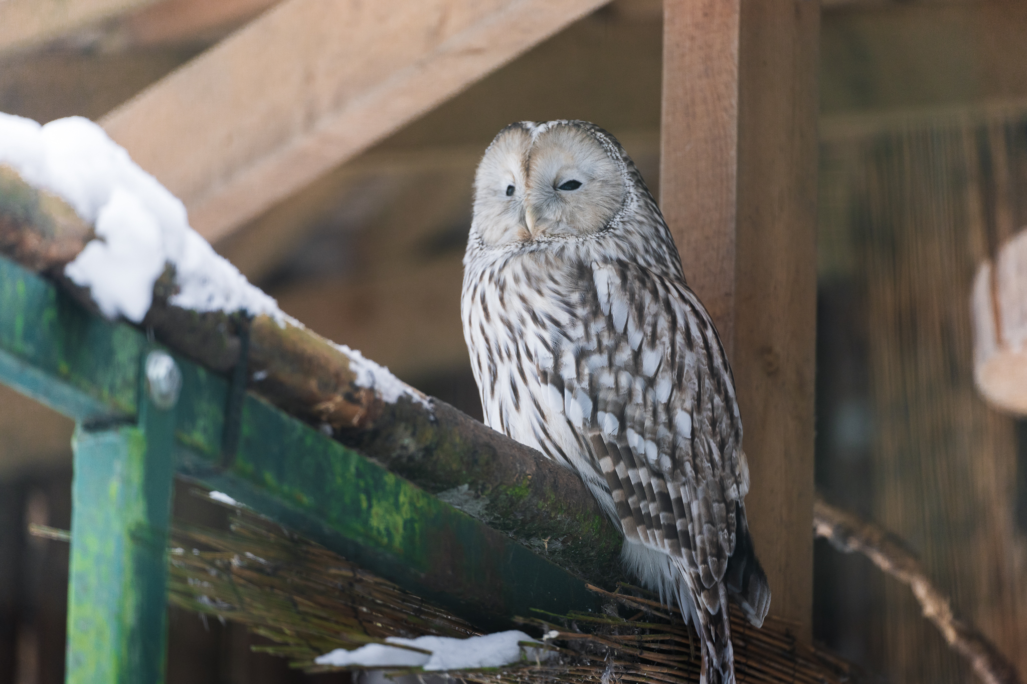 raunoleinasaar, leinasaarfoto, loomad, loomadepildistamine, fotograaf, pildistamine, pärnufotograaf