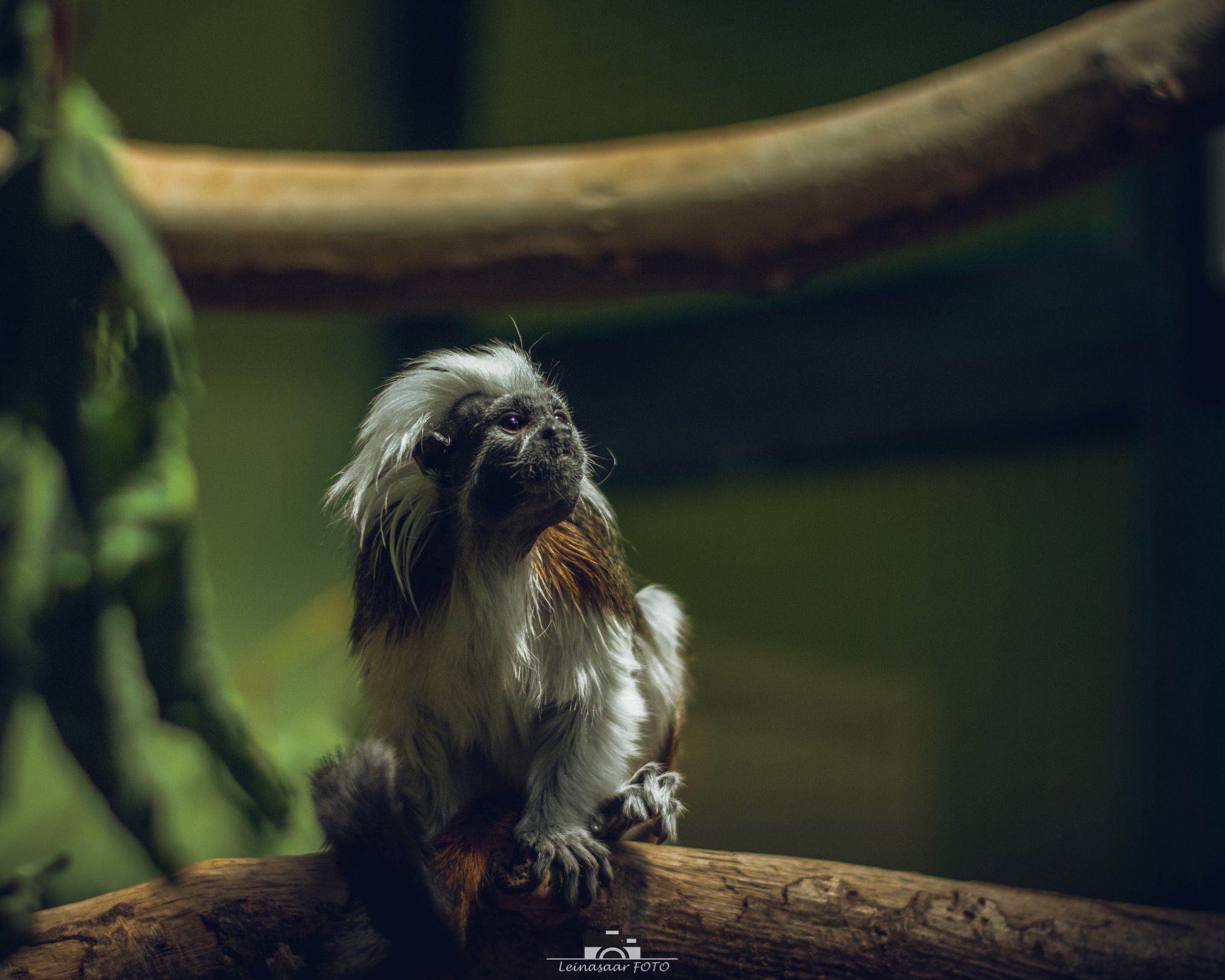 raunoleinasaar, leinasaarfoto, loomad, loomadepildistamine, fotograaf, pildistamine, pärnufotograaf