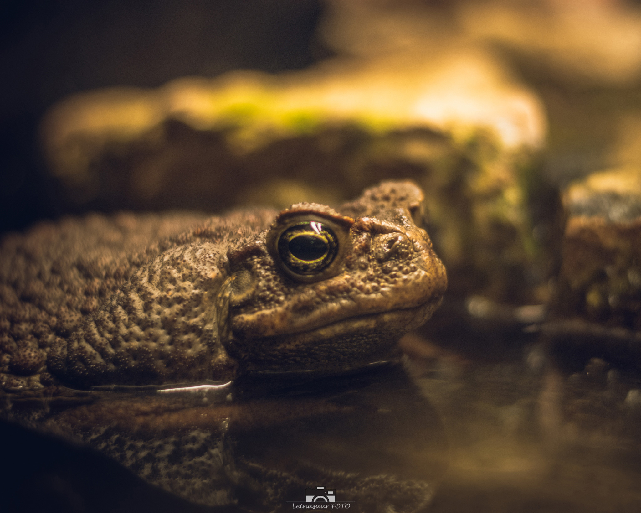 raunoleinasaar, leinasaarfoto, loomad, loomadepildistamine, fotograaf, pildistamine, pärnufotograaf