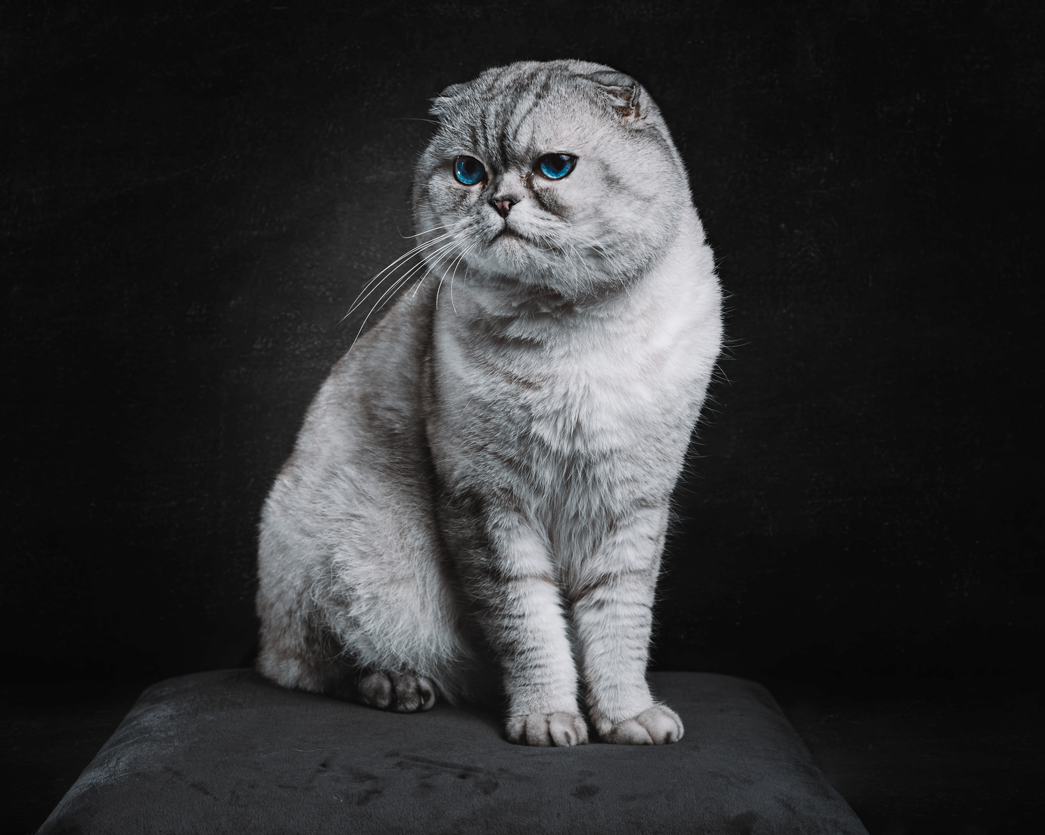 raunoleinasaar, leinasaarfoto, loomad, loomadepildistamine, fotograaf, pildistamine, pärnufotograaf