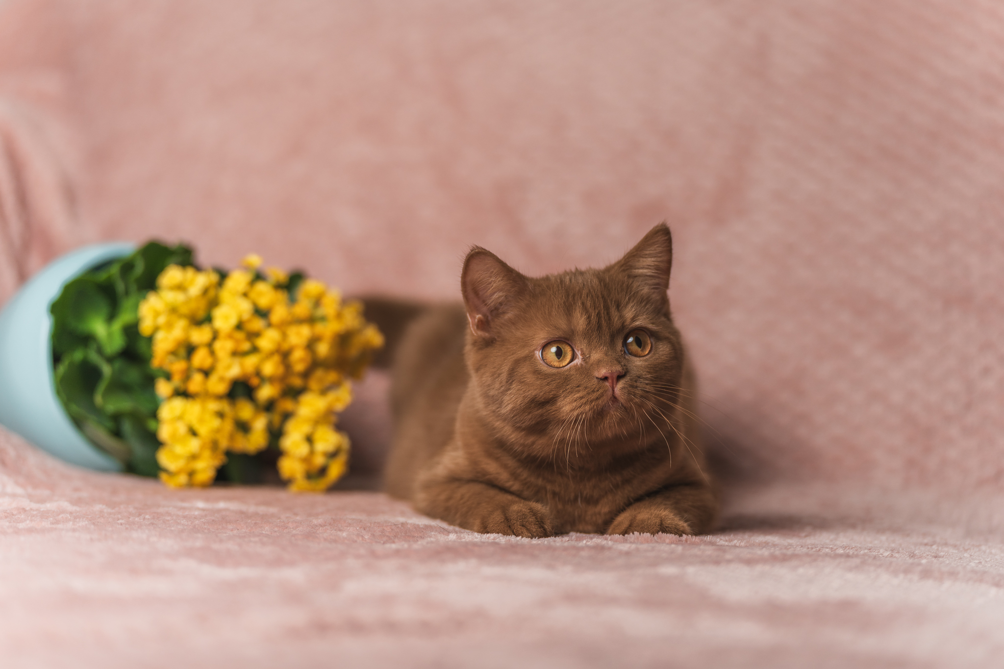 raunoleinasaar, leinasaarfoto, loomad, loomadepildistamine, fotograaf, pildistamine, pärnufotograaf