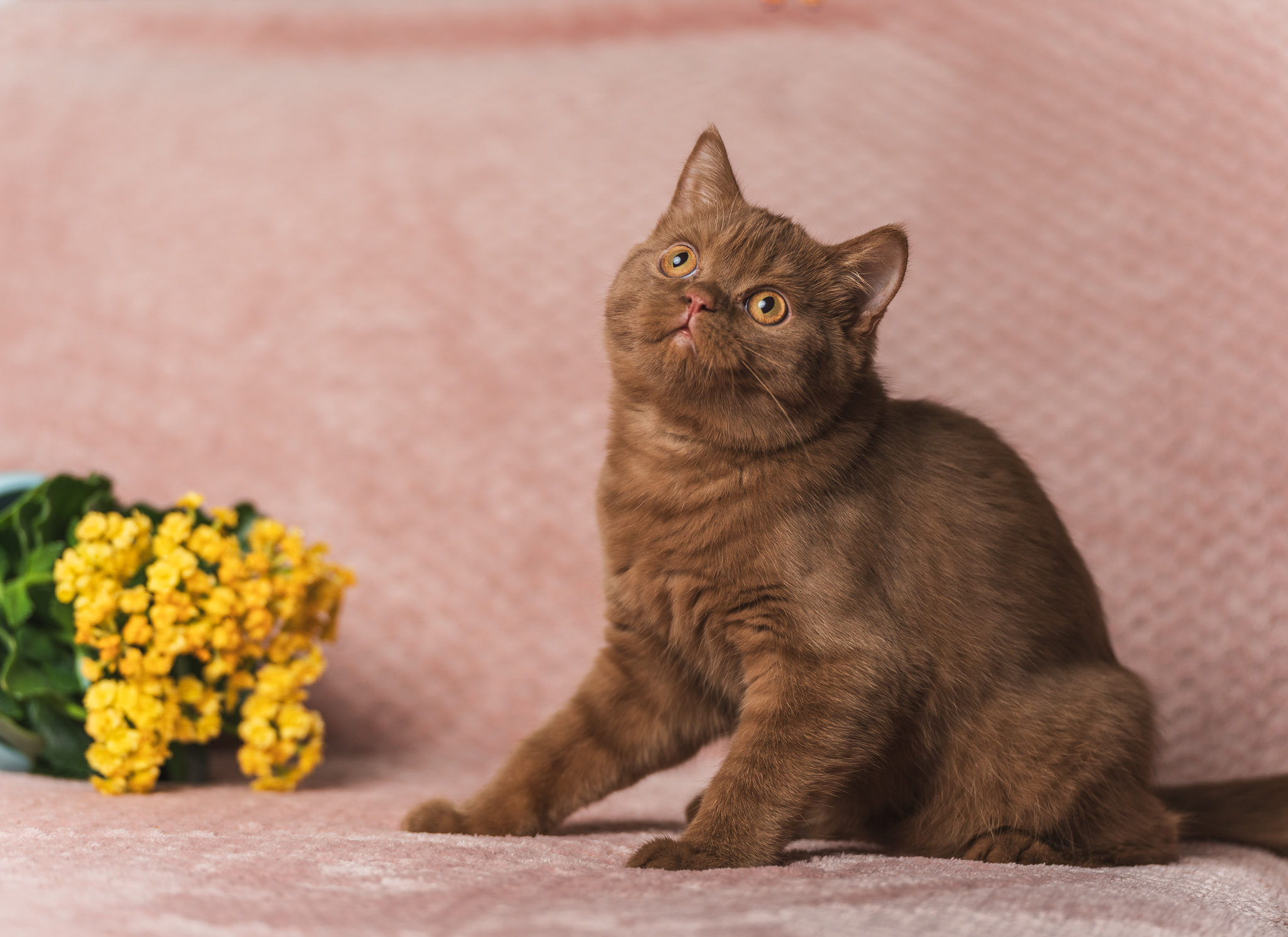raunoleinasaar, leinasaarfoto, loomad, loomadepildistamine, fotograaf, pildistamine, pärnufotograaf