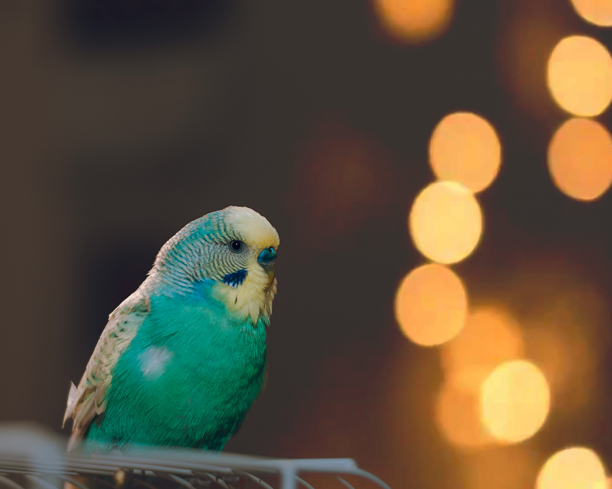 raunoleinasaar, leinasaarfoto, loomad, loomadepildistamine, fotograaf, pildistamine, pärnufotograaf