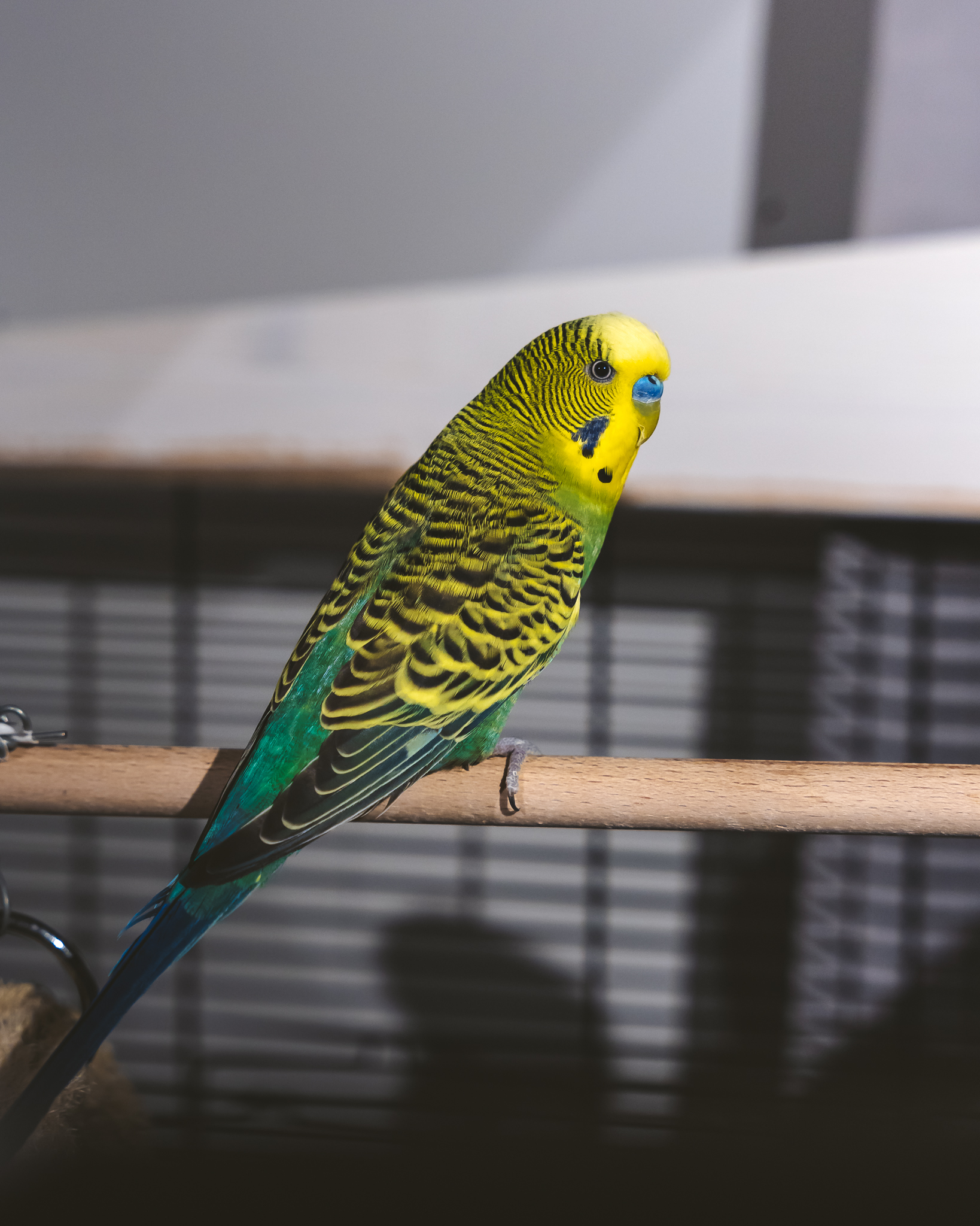 raunoleinasaar, leinasaarfoto, loomad, loomadepildistamine, fotograaf, pildistamine, pärnufotograaf